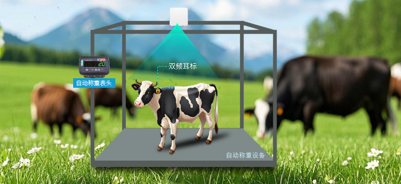 智慧畜牧·自動(dòng)稱重系統(tǒng)